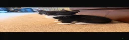 Mixed Breed cats for sale: Litter of 8 week old beautiful kittens for sale  in Sandy - Advert 1