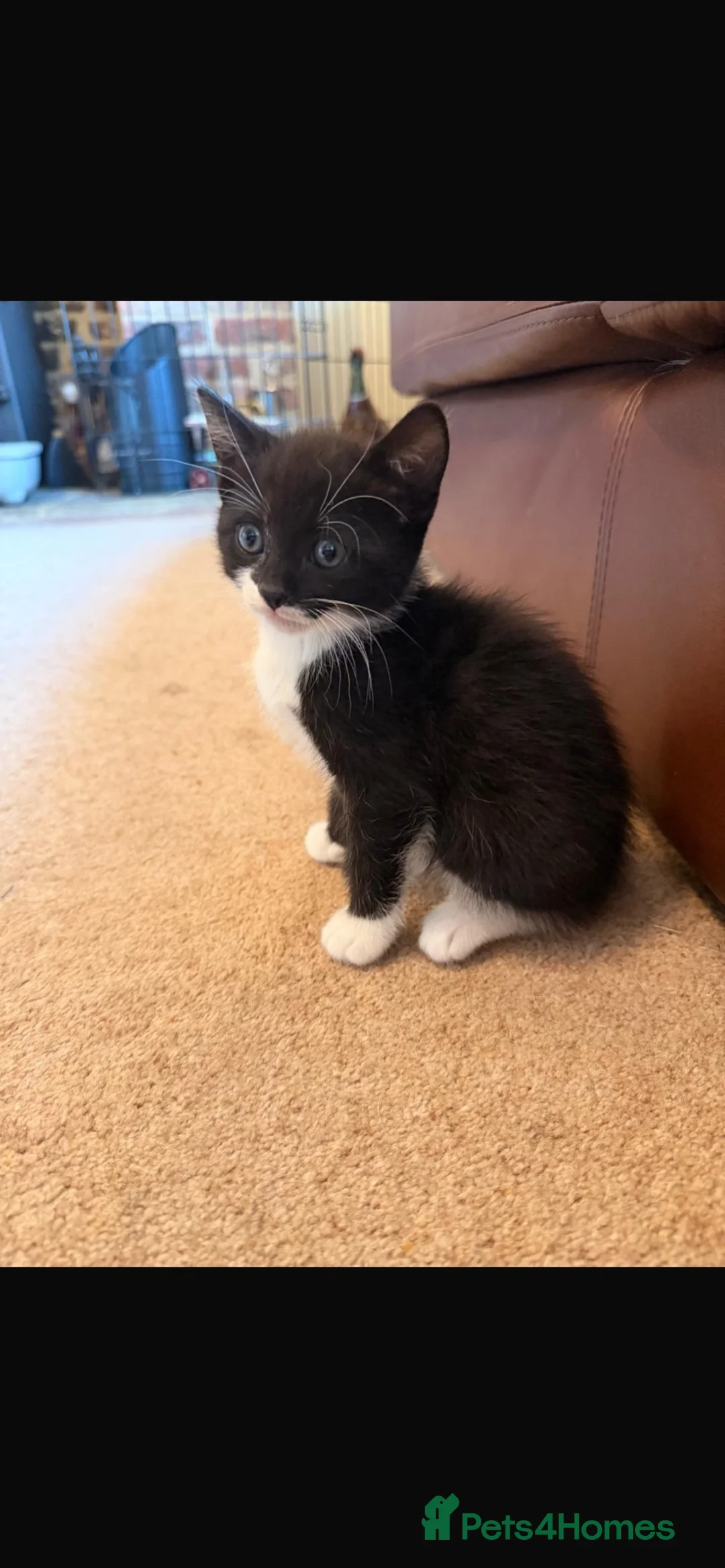 Mixed Breed cats for sale: Litter of 8 week old beautiful kittens for sale  in Sandy - Advert 1