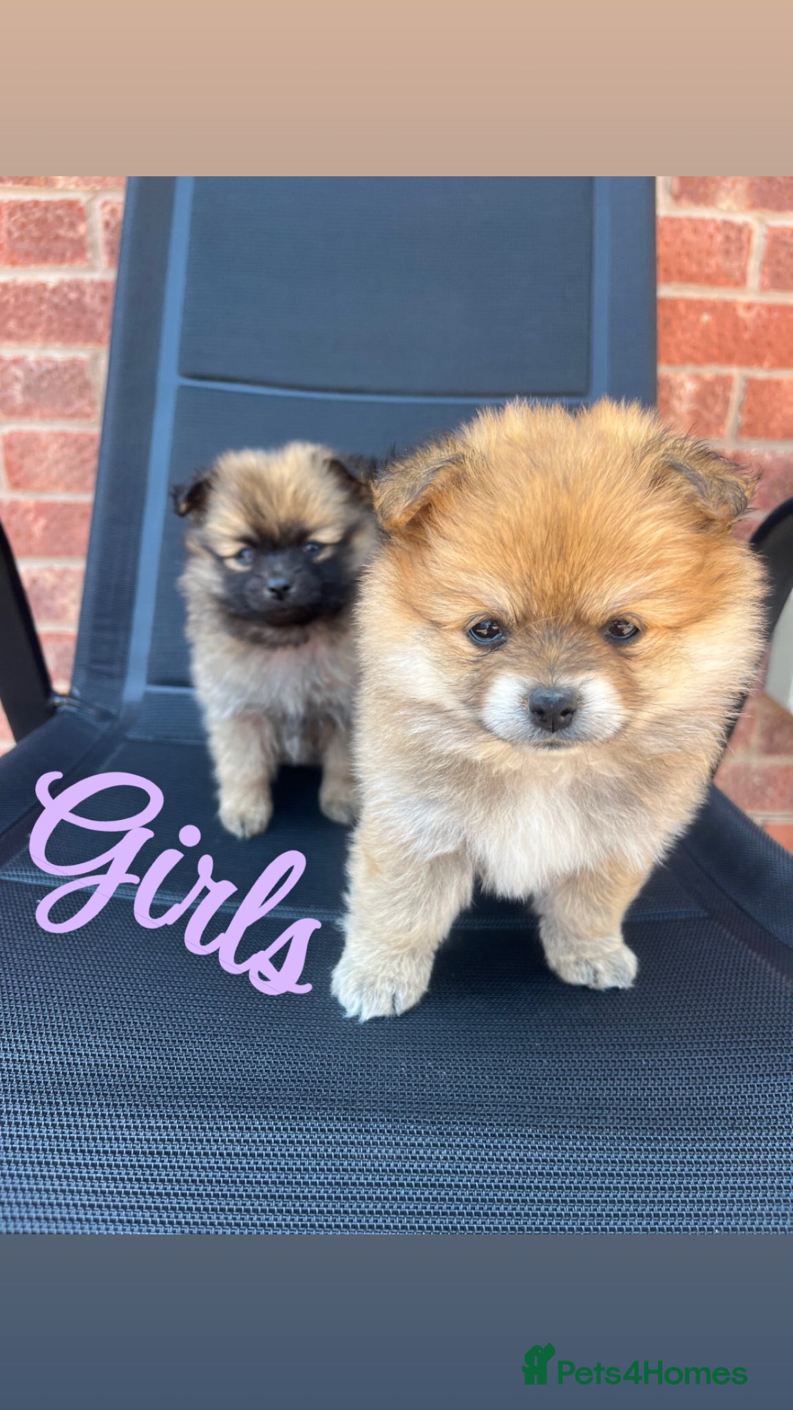 Pomeranian dogs for sale: Pomeranian puppies in Ledbury - Advert 9