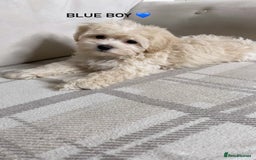Maltipoo dogs for sale: F1 maltipoo puppy’s ready now KC reg parents - Image 4
