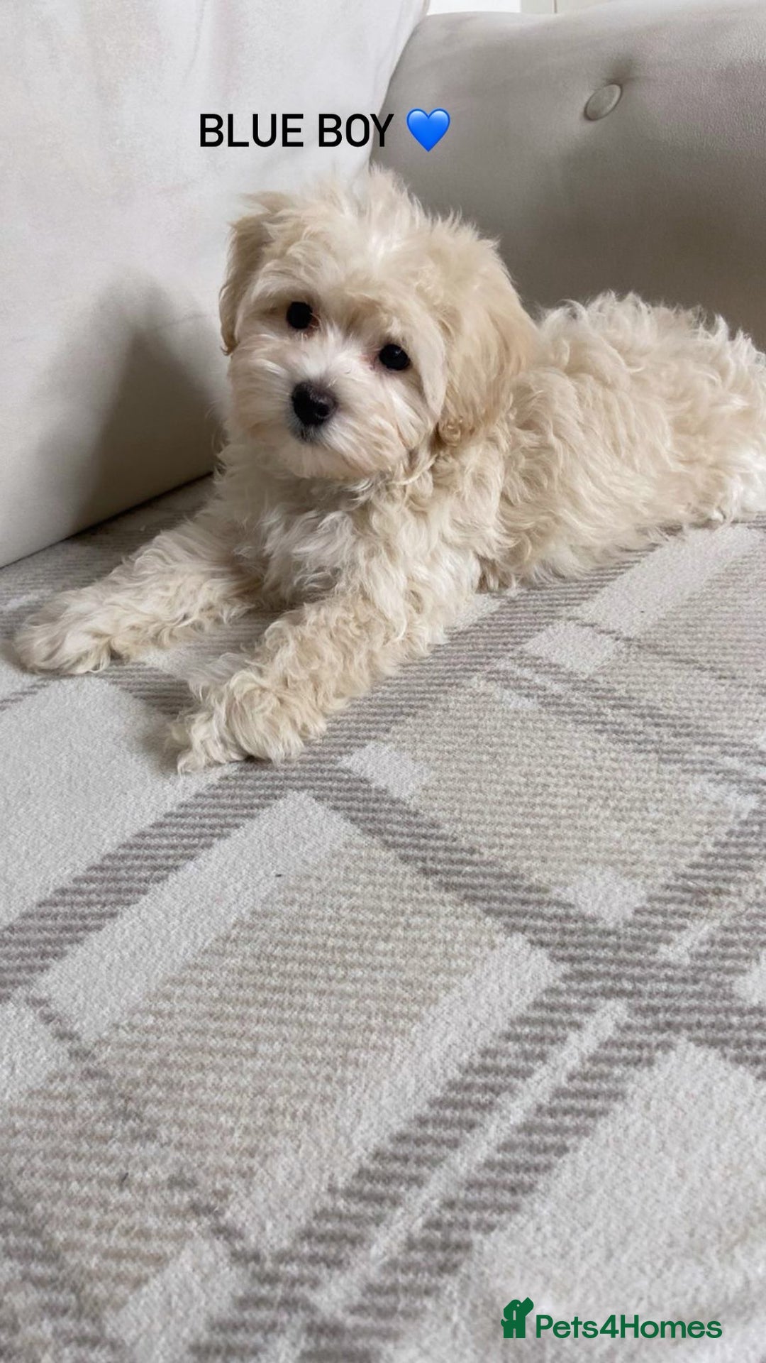 Maltipoo dogs for sale: F1 maltipoo puppy’s ready now KC reg parents - Image 4