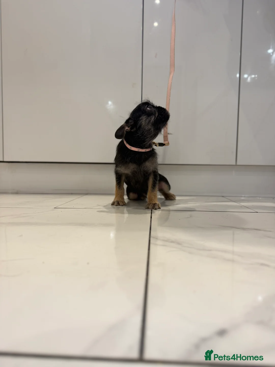 French Bulldog dogs for sale: Black & Tan girl-ready to leave double vaccinated - Advert 6