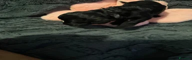 Cockapoo 6