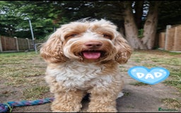 Cockapoo dogs for sale: Beautiful cockapoo’s  - Image 9