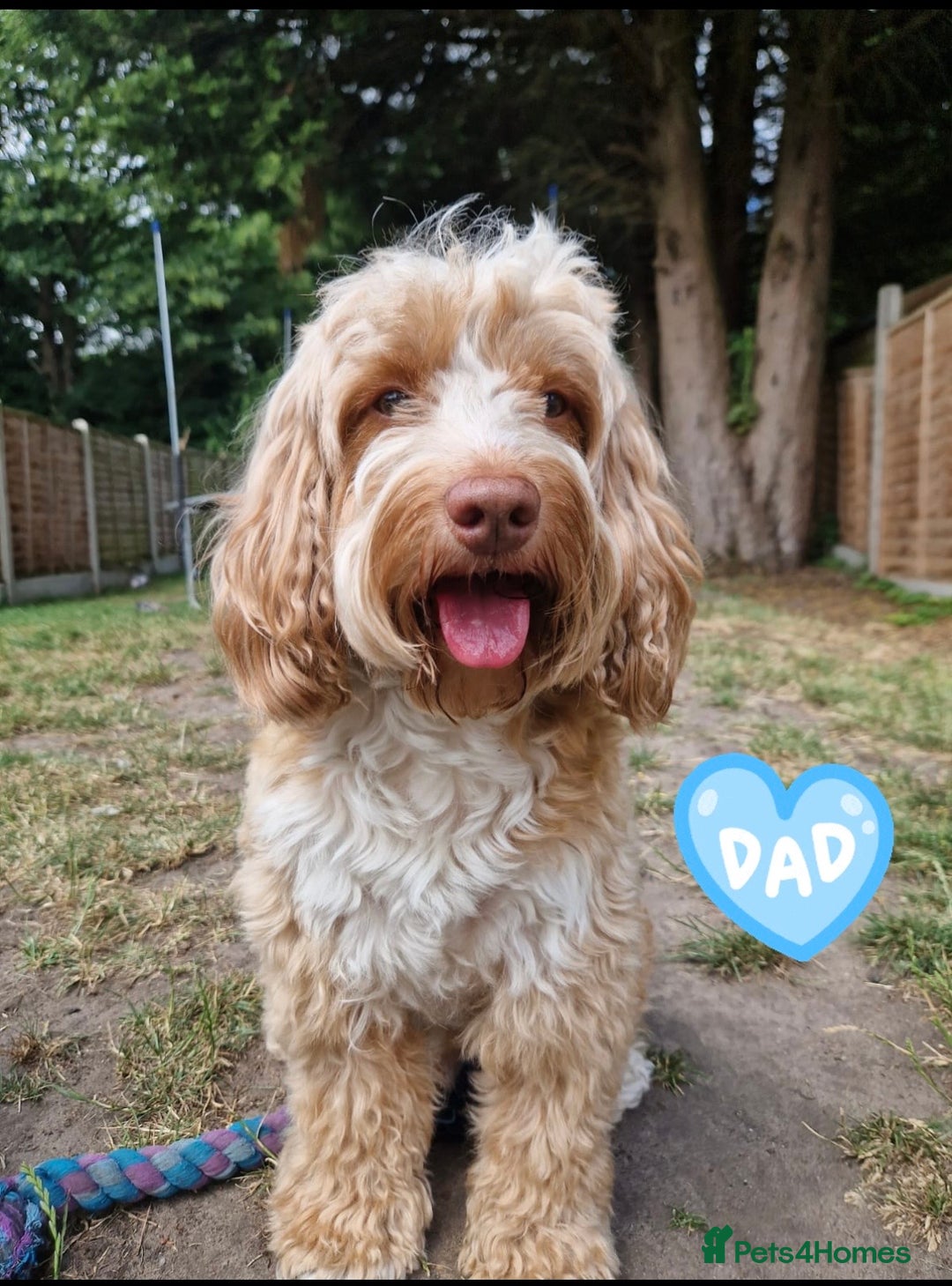 Cockapoo dogs for sale: Beautiful cockapoo’s  - Image 9