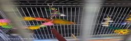 Conures birds for sale: 10 Week old silly tame male Sun Conure, ready  - Advert 3
