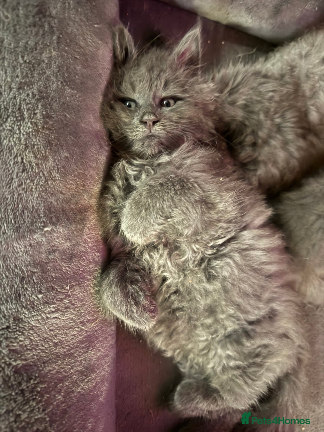 Maine Coon cats for sale: 4 pure bred Maine Coon kittens - Advert 5