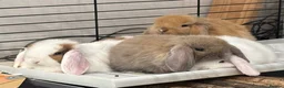 Mini Lop rabbits for sale: Beautiful baby mini lops - Advert 17