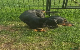 Dachshund dogs for sale: 3/4 Dachsunds  - Image 22