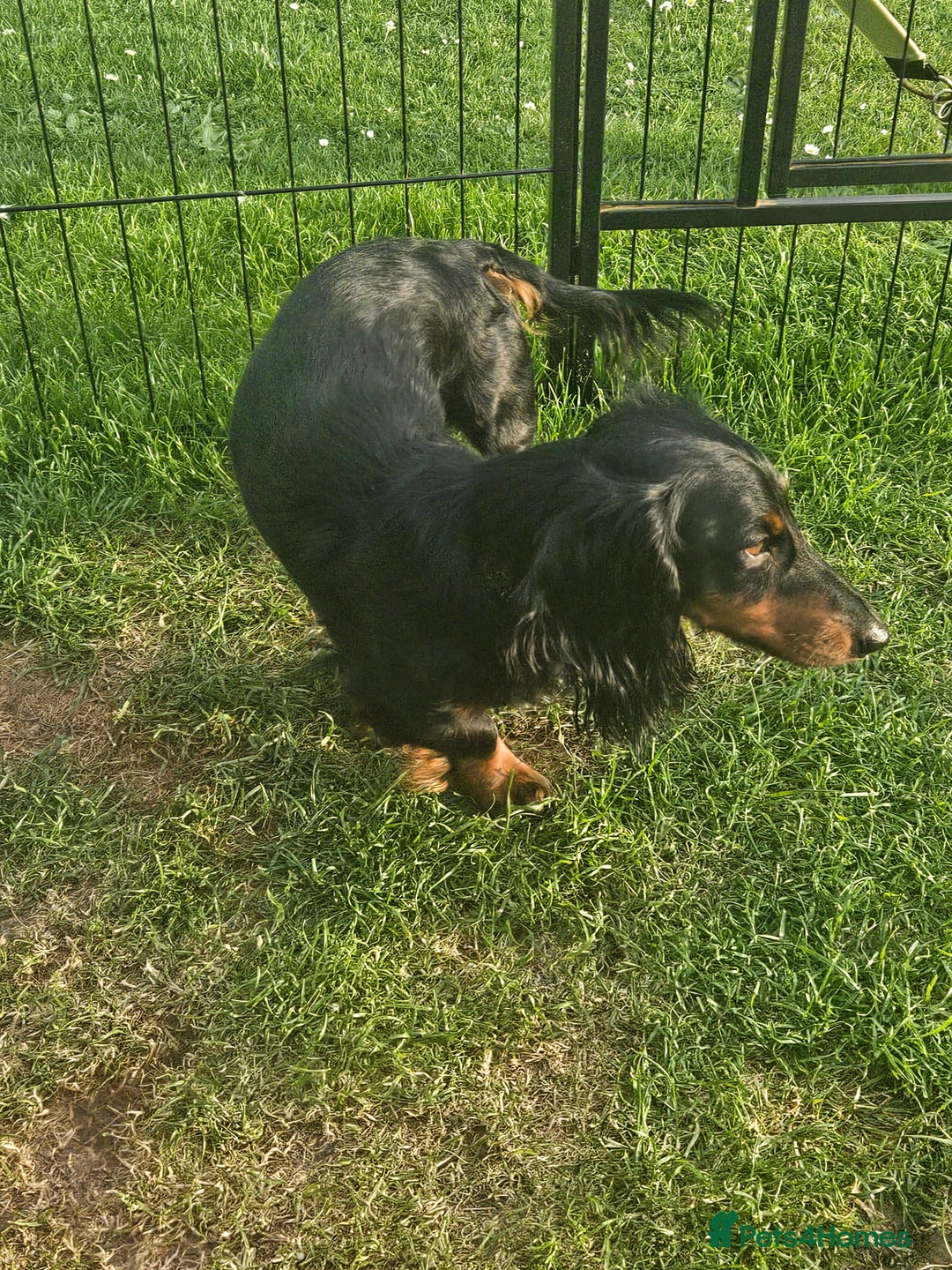 Dachshund dogs for sale: 3/4 Dachsunds  - Image 22