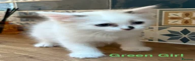 Ragdoll 2