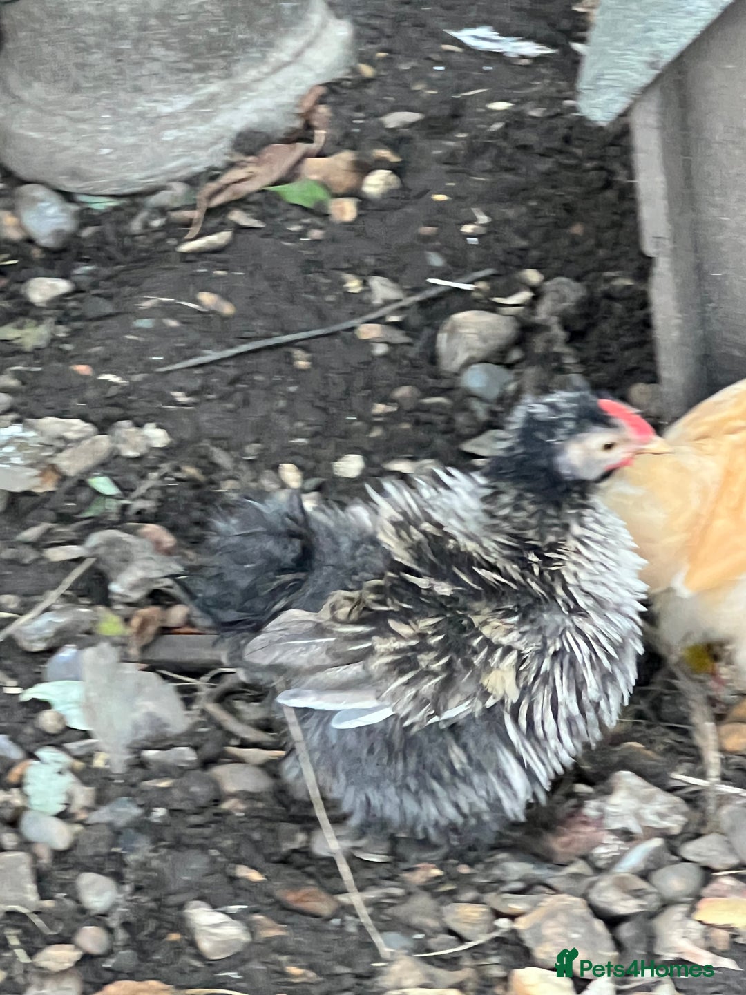 Chickens poultry for sale: Fizzy bantam chick  - Advert 2