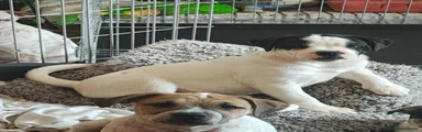 Mixed Breed 2