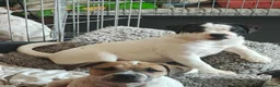 Mixed Breed dogs for sale: 5 puppies half staffs looking for good home in Kidwelly - Advert 10