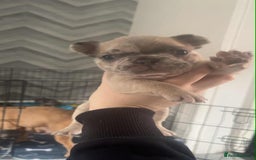 French Bulldog dogs for sale: Fluffy French bull dogs for sale - Image 4