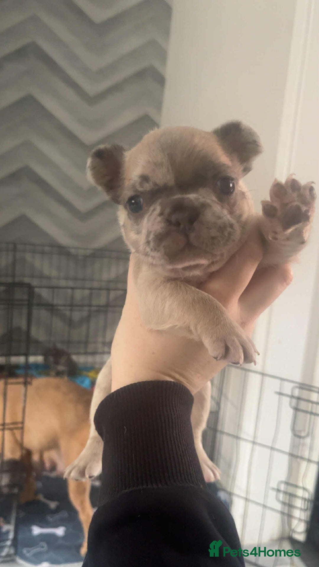 French Bulldog dogs for sale: Fluffy French bull dogs for sale - Image 4