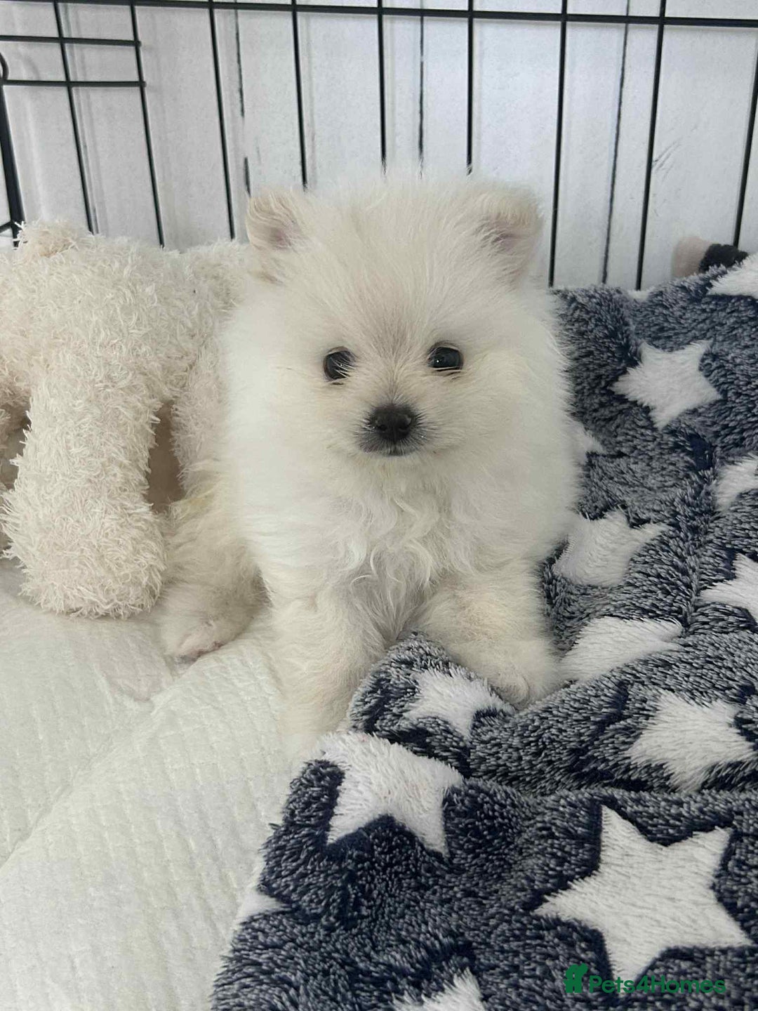 Pomeranian dogs for sale: Adorable White Teddy-Bear Pom Puppies! - Image 8
