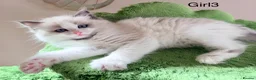 Ragdoll cats for sale: Stunning champion line Ragdoll kittens - Advert 18