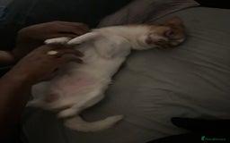 Mixed Breed dogs for sale: Hello im cash!  - Advert 2