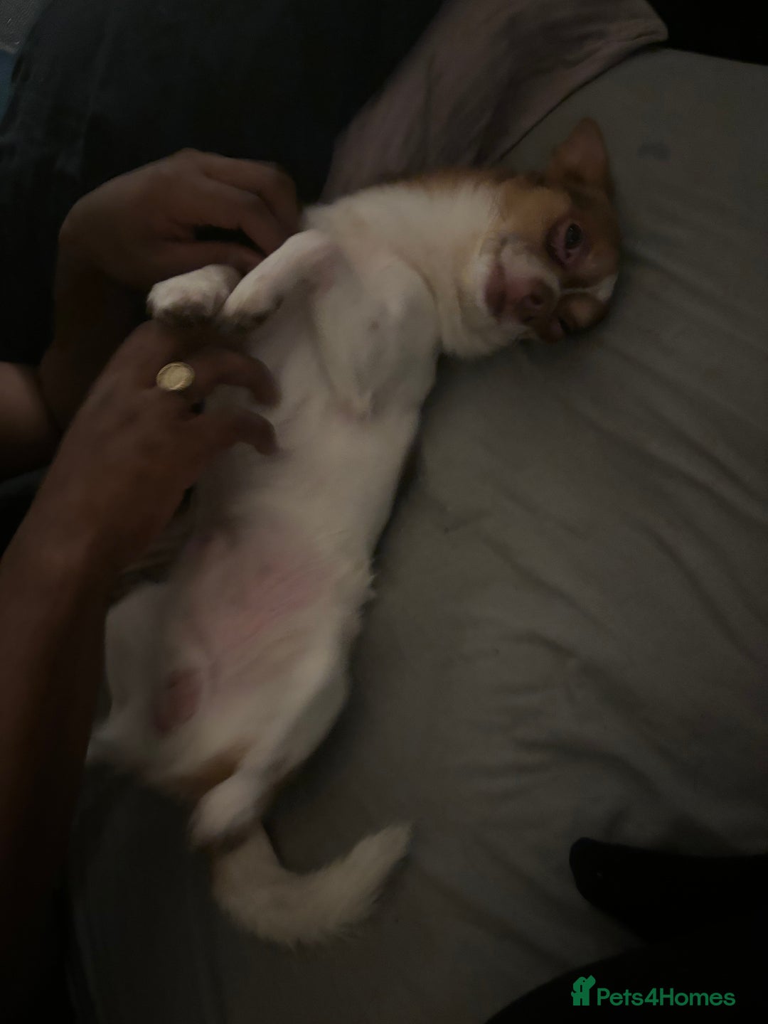 Mixed Breed dogs for sale: Hello im cash!  - Advert 2