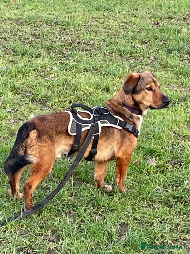 Mixed Breed dogs Meet Blue, currently residing in Surrey - Advert 2