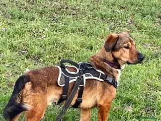 Mixed Breed dogs Meet Blue, currently residing in Surrey - Advert 3