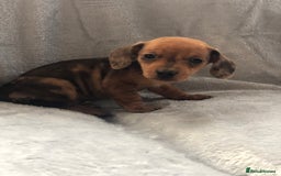 Miniature Dachshund dogs for sale: Miniature dachshund  - Advert 3