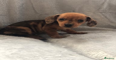 Miniature Dachshund dogs Miniature dachshund  - Advert 8