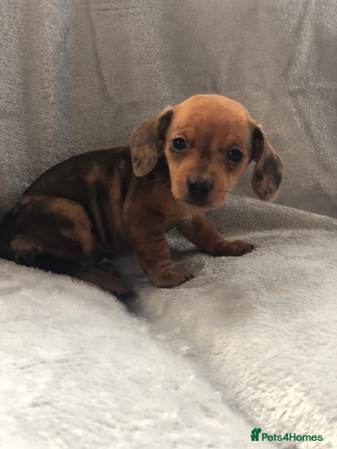 Miniature Dachshund dogs for sale: Miniature dachshund  - Advert 3
