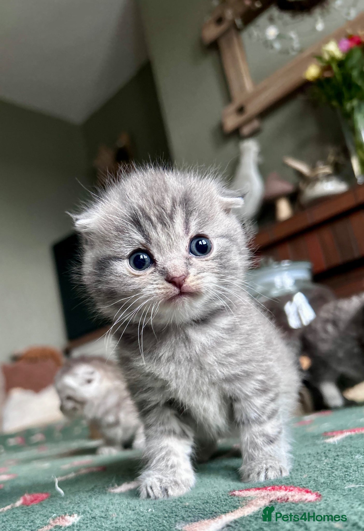 Scottish Fold cats Scottish Fold Girl last one available. - Advert 1