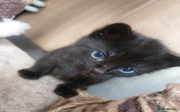 British Shorthair cats for sale: Black Kittens for sale  - Image 7