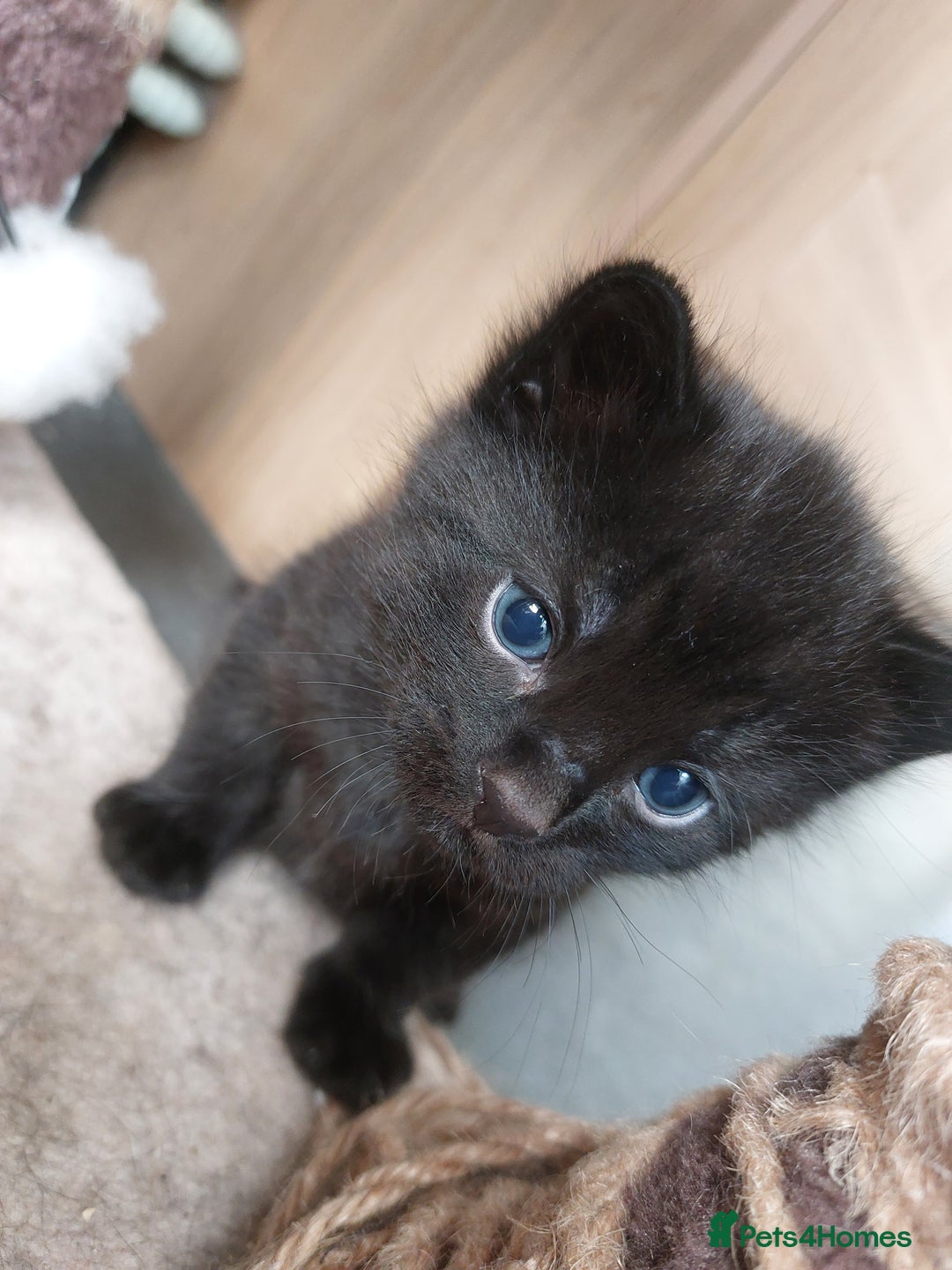 British Shorthair cats for sale: Black Kittens for sale  - Image 7