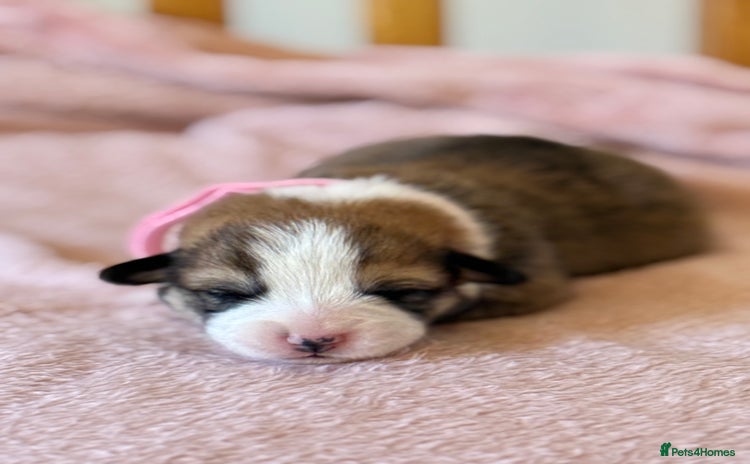 Welsh Corgi Pembroke dogs - Advert 15