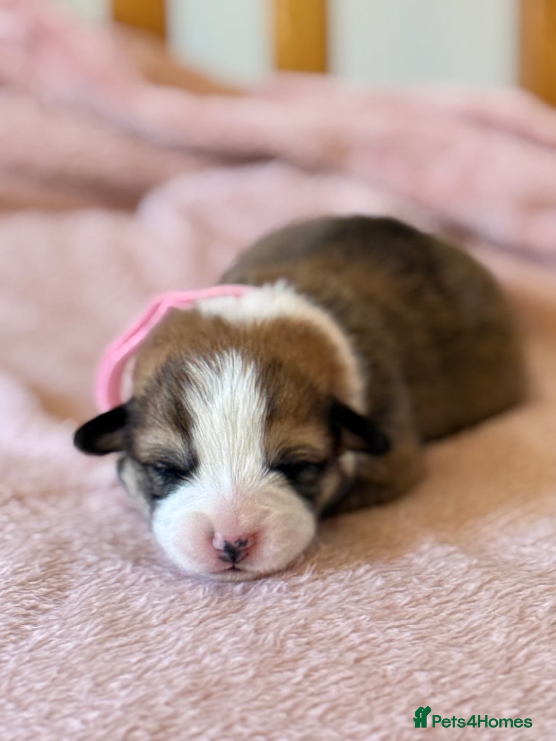 Welsh Corgi Pembroke dogs for sale: Quality Corgi puppies available to loving homes - Image 10