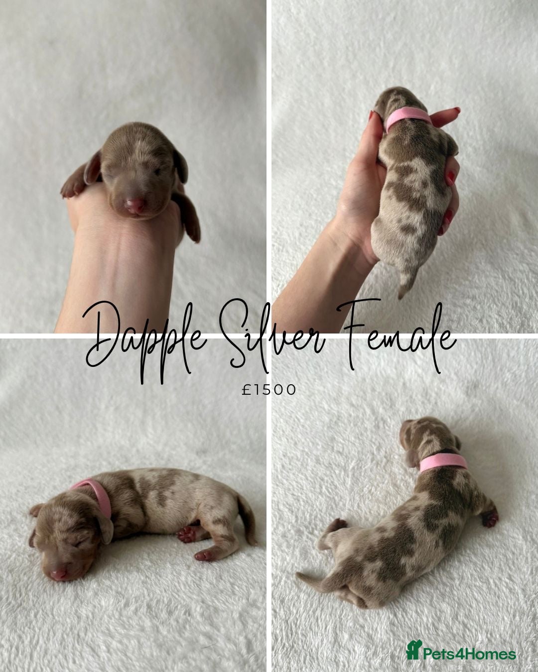 Miniature Dachshund dogs for sale: Miniature Dachshund Puppies - Image 5