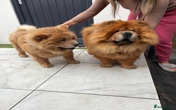 Chow Chow dogs for sale: Standard CH Champion Bloodline chow chows - Image 3