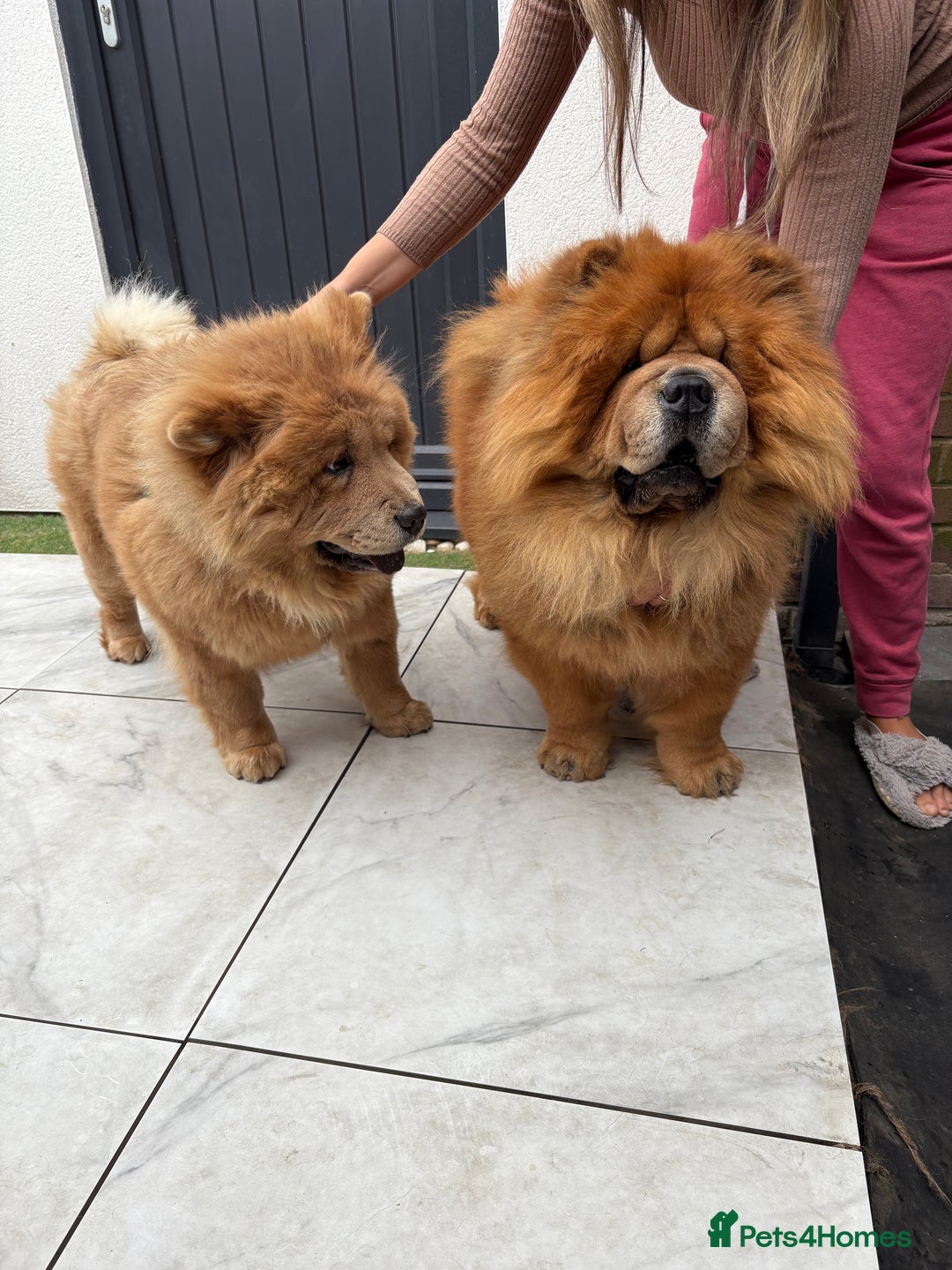 Chow Chow dogs for sale: Standard CH Champion Bloodline chow chows - Image 3