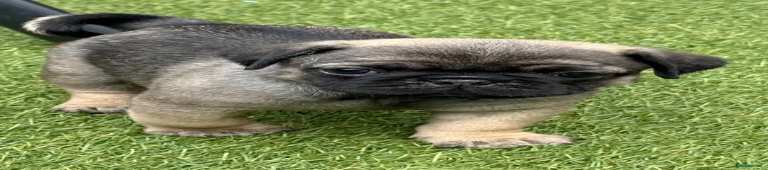 Pug Puppy 1