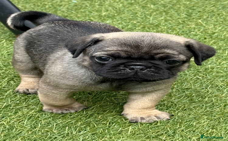 Pug dogs - Advert 1