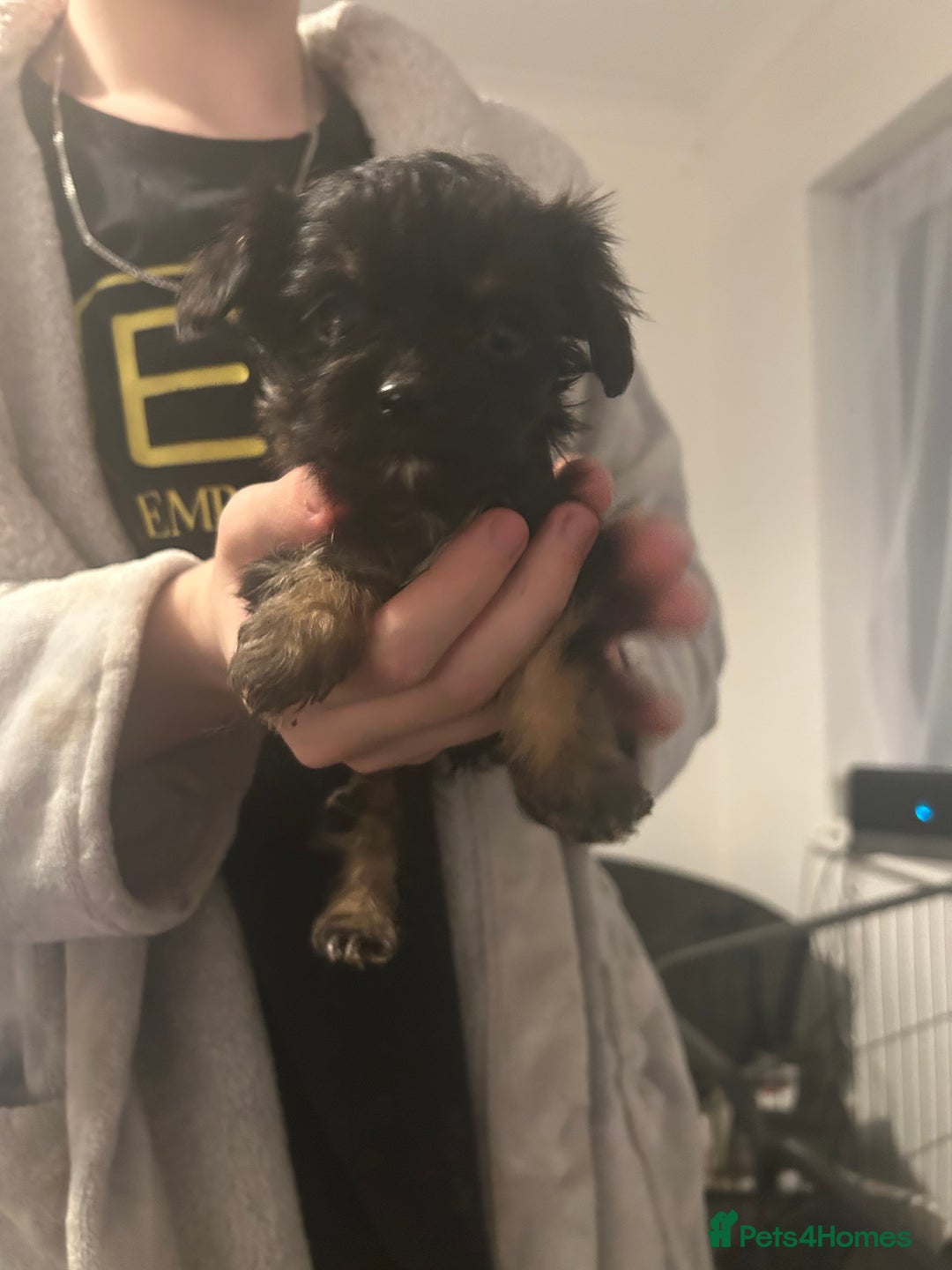 Mixed Breed dogs for sale: Beautiful Puppies x7 - Advert 7