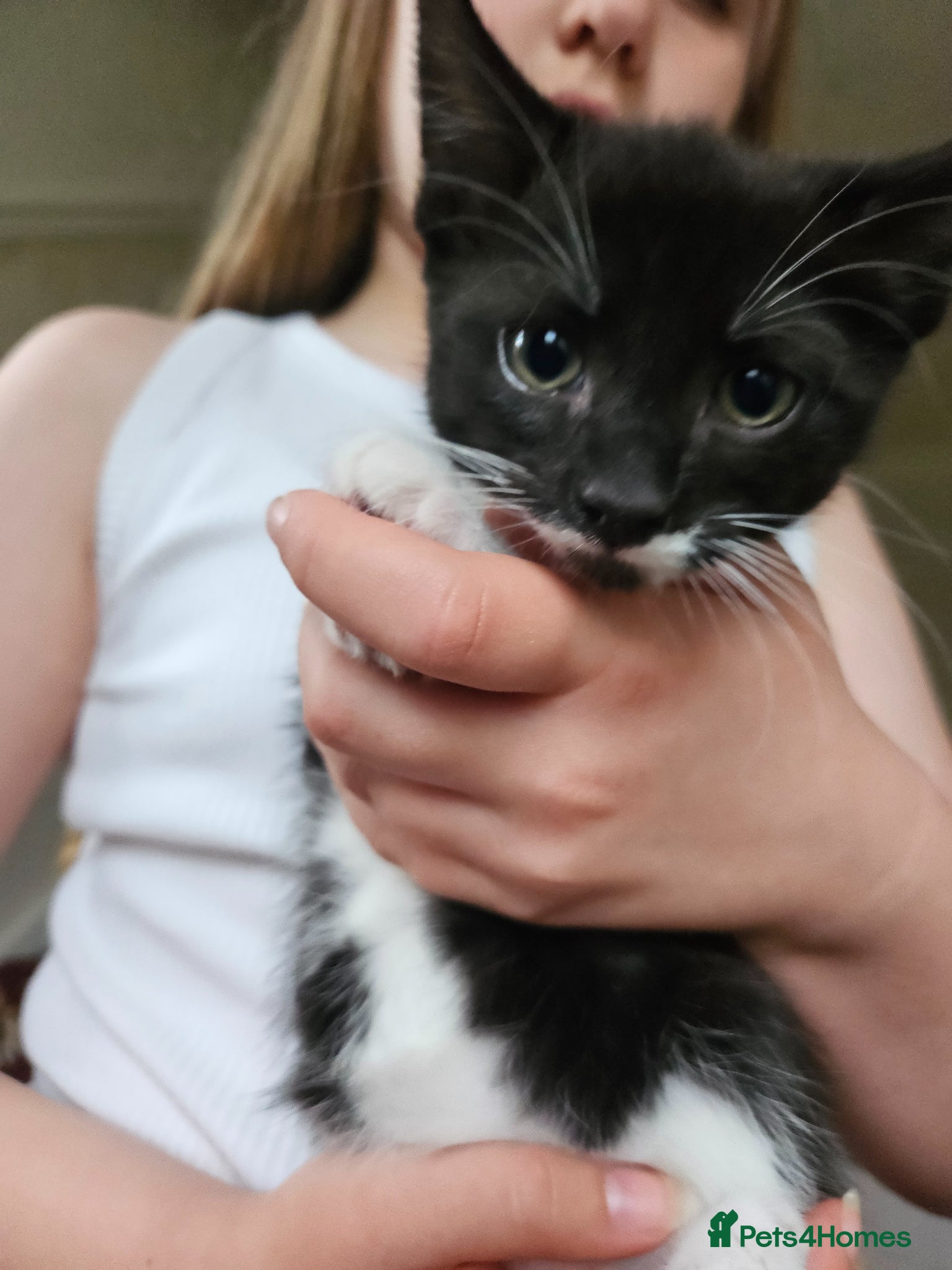 Mixed Breed cats Last little kitten looking for her home. - Advert 1