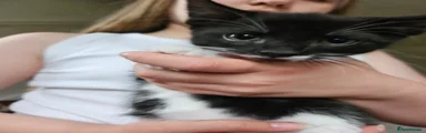 Mixed Breed Kitten 1