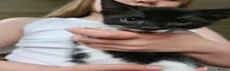 Mixed Breed cats for sale: Last little kitten looking for her home. in Rotherham - Advert 1