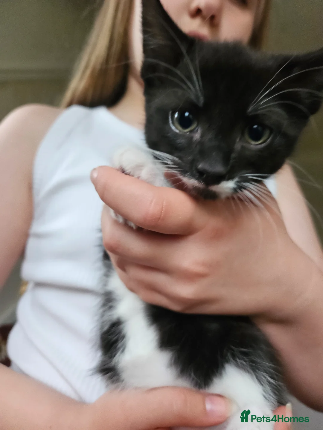 Mixed Breed cats for sale: Last little kitten looking for her home. in Rotherham - Advert 1