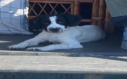Mixed Breed dogs for sale: Border collie cross puppies  - Image 1