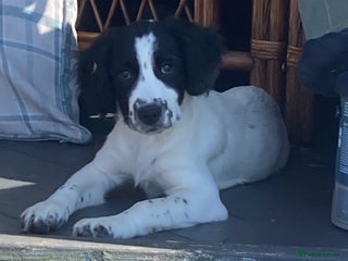 Mixed Breed dogs - Advert 1