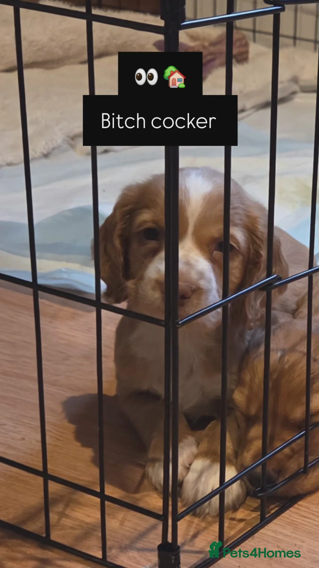 Cocker Spaniel dogs for sale: Cocker spaniel bitch  - Advert 4