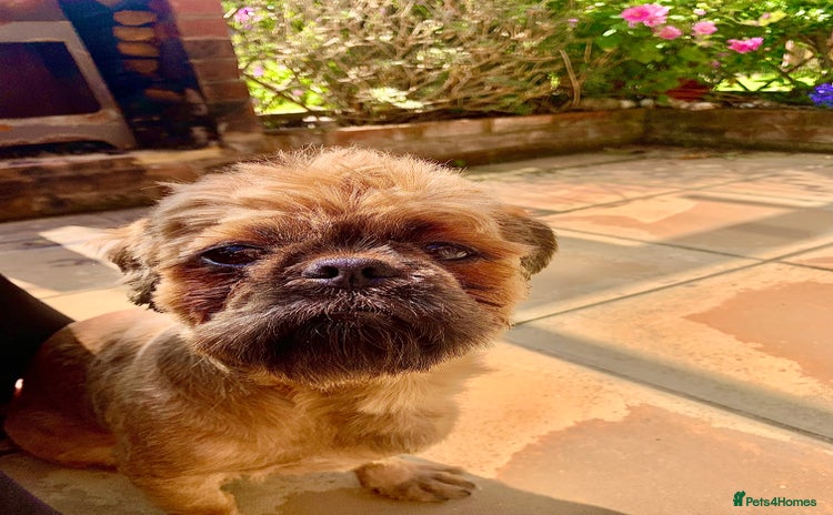 Shih Tzu dogs - Advert 1
