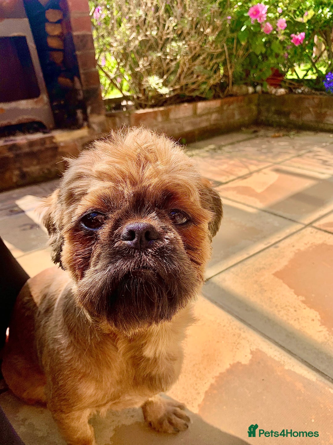 Shih Tzu dogs for sale: Full pedigree Male Shihtzu  - Image 1