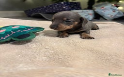 Miniature Dachshund dogs for sale: 6 Miniature dacshund puppies  - Advert 11